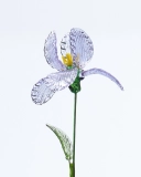 Handcrafted Purple Iris – February Birth Flower, Meaningful Gift for Celebrations or Agreements (2)
