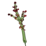 Handmade Glass Holly Berry Stem, Red Holly Branch Glass Flower Decor, Single 10.24 Inch Holiday Gift Stem Handmade Glass Holly Berry Stem, Red Holly Branch Glass Flower Decor, Single 10.24 Inch Holiday Gift Stem