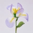 Handmade Glass Iris Flower, Single Stem Keepsake Gift – 10.24 in Handmade Glass Iris Flower, Single Stem Keepsake Gift – 10.24 in