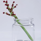 Mini December White Narcissus & Holly Glass Vase Set – Handmade 3-Piece Keepsake (7) Mini December White Narcissus & Holly Glass Vase Set – Handmade 3-Piece Keepsake (7)