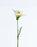 Preserved White Narcissus – Handmade March Birth Flower, Gift of New Beginnings and Hope (2)