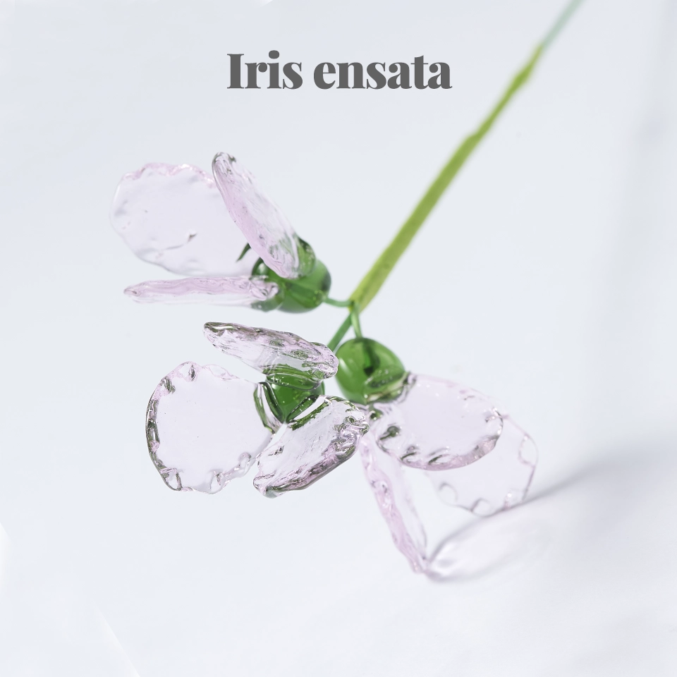 Please select the flower type: Iris Ensata