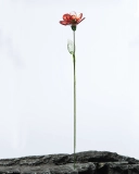 Red Rose Handmade Glass Flower – July Birth Flower Gift, Eternal Symbol of Love and Memory (2)