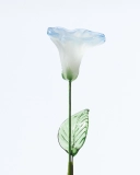 September Birth Flower Morning Glory – Handmade Glass Bloom with Dawn-Inspired Colors, Romantic Keepsake Gift (4)